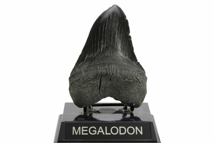 Serrated, Fossil Megalodon Tooth - South Carolina #374091